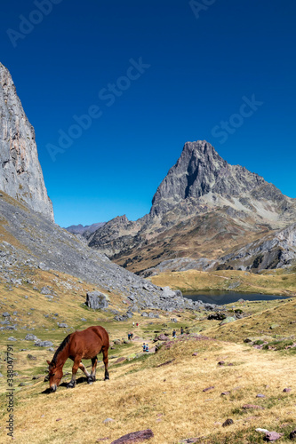 Brown horse grazing in Pyrenees mountains, France. Beautiful stallion against scenic mountains landscape