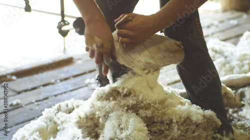 Slow motion of male shearer shearing sheep with electric clippers in a shed photo