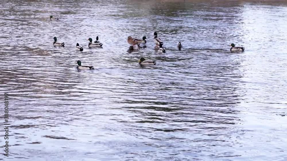 Beautiful Wild Ducks Floating On The Crystal Lake Water At The Park In Romania Through Spring Time. - Static Shot Beautiful Wild Ducks Floating On The Crystal Lake Water At The Park In Romania Through Spring Time. - Static Shot
