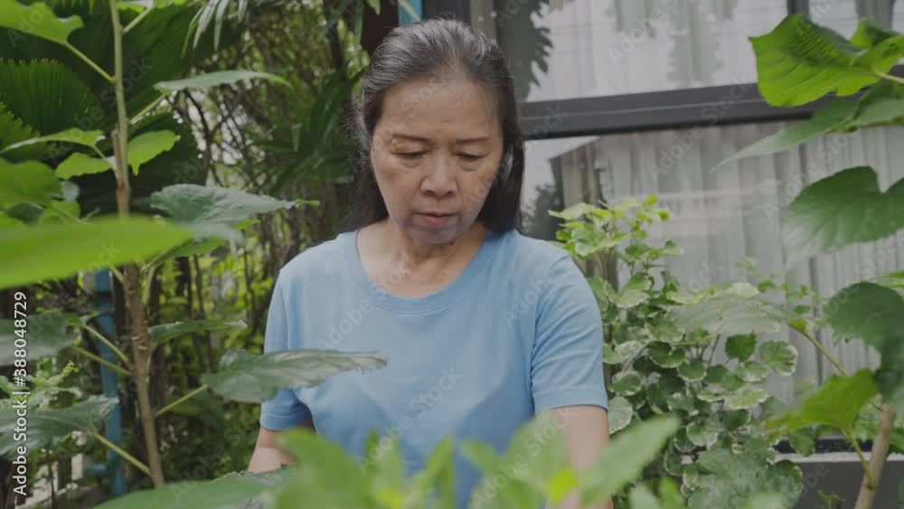 Asian senior woman housewife trimming plant in the garden at home. old female enjoy gardening and life after her retirement. Asian senior woman housewife trimming plant in the garden at home. old female enjoy gardening and life after her retirement.