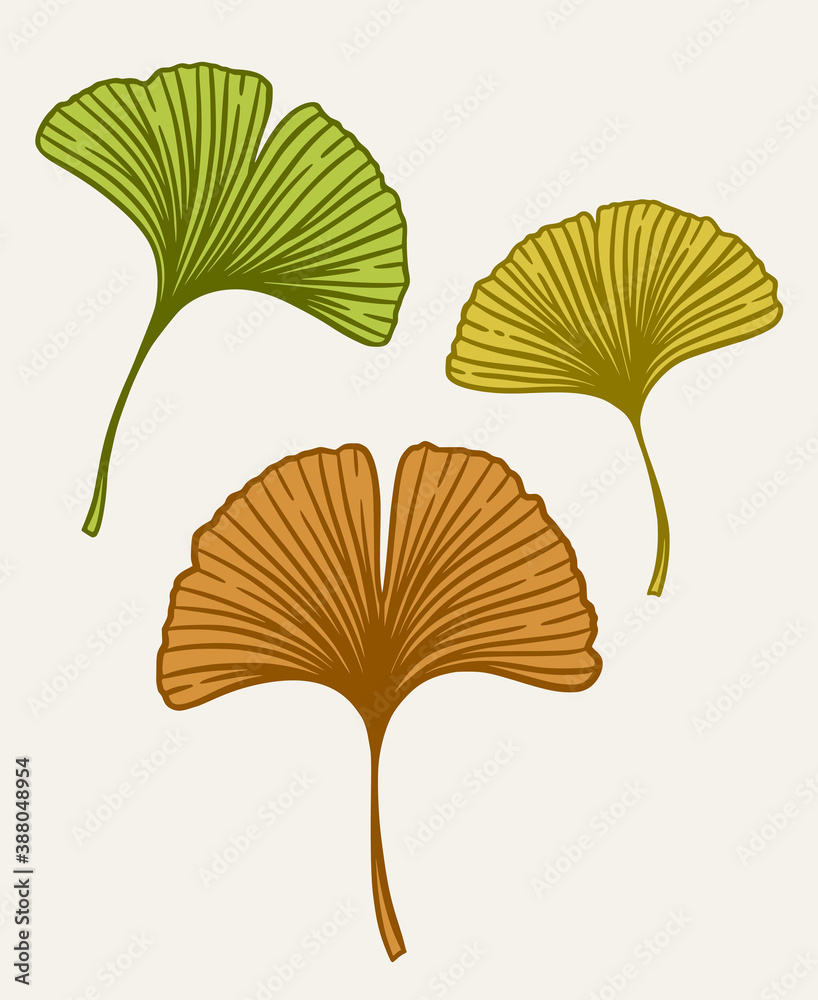 Ginkgo biloba leaves set