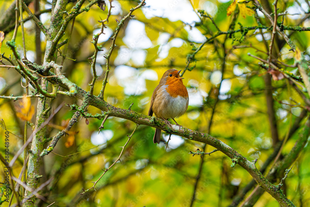 European Robin with stunning red breast singing and perched in hedgerow autumn winter christmas xmas card image European Robin with stunning red breast singing and perched in hedgerow autumn winter christmas xmas card image
