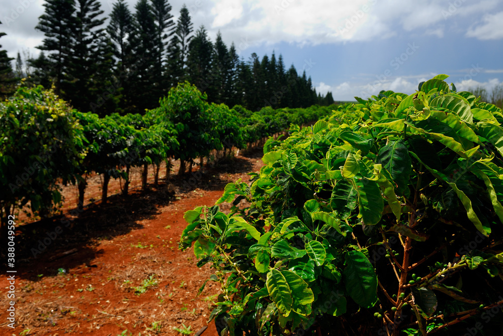 Rows of coffee plants in red soil of Molokai