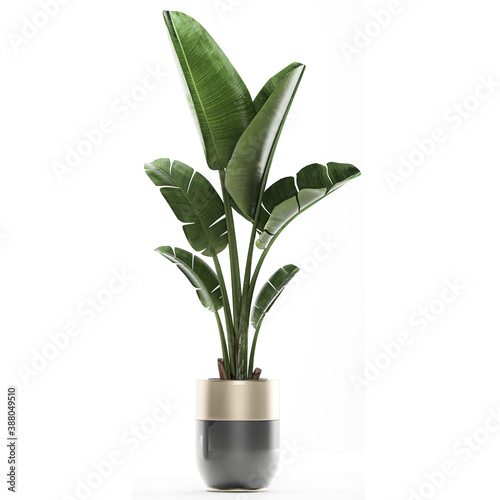 tropical plants Strelitzia in a pot on a white background	
