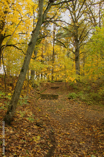 Old mossy pathway with stairs through a forest in rainy autumn day.