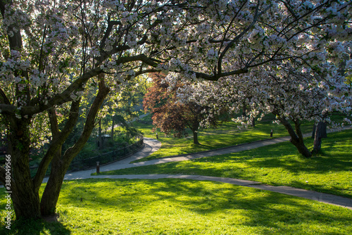 A network of walking paths leads through the lush gardens, greenspace, and cherry blossom trees of High Park in Toronto (Etobicoke), Ontario during the late afternoon sun.
