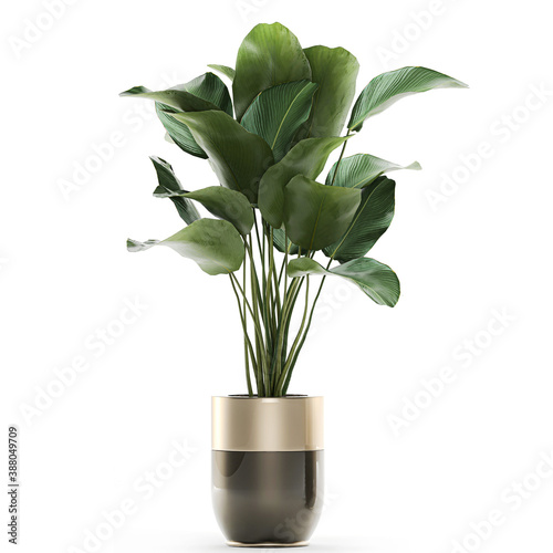 Calathea lutea in a  pot on a white background