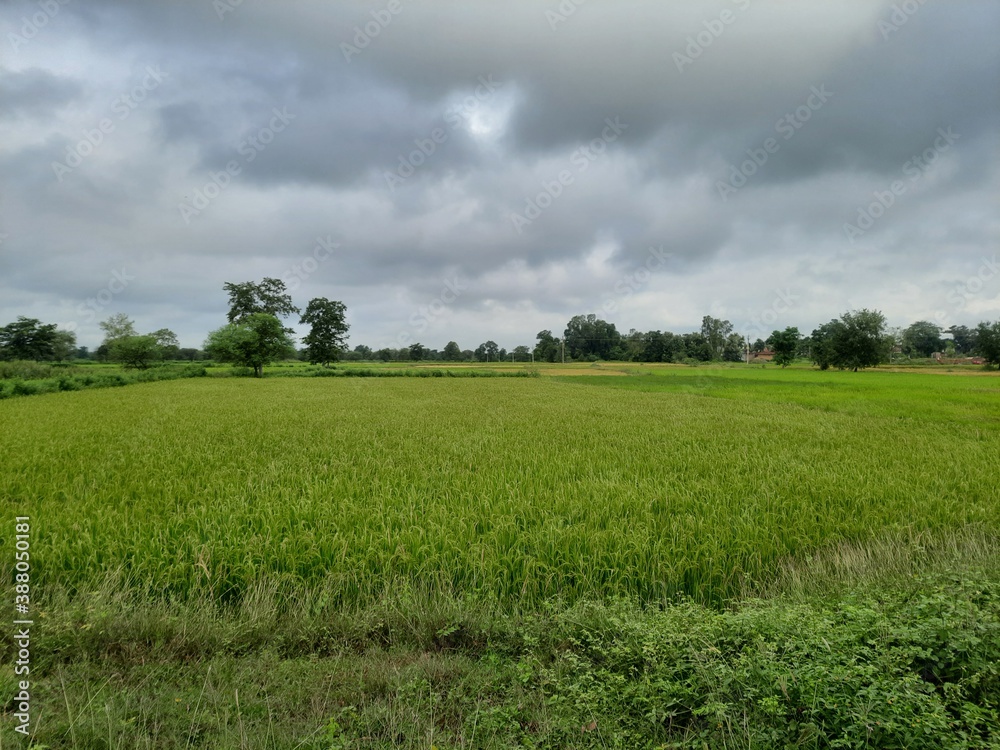 Green rice field and cloudy sky in an Indian village