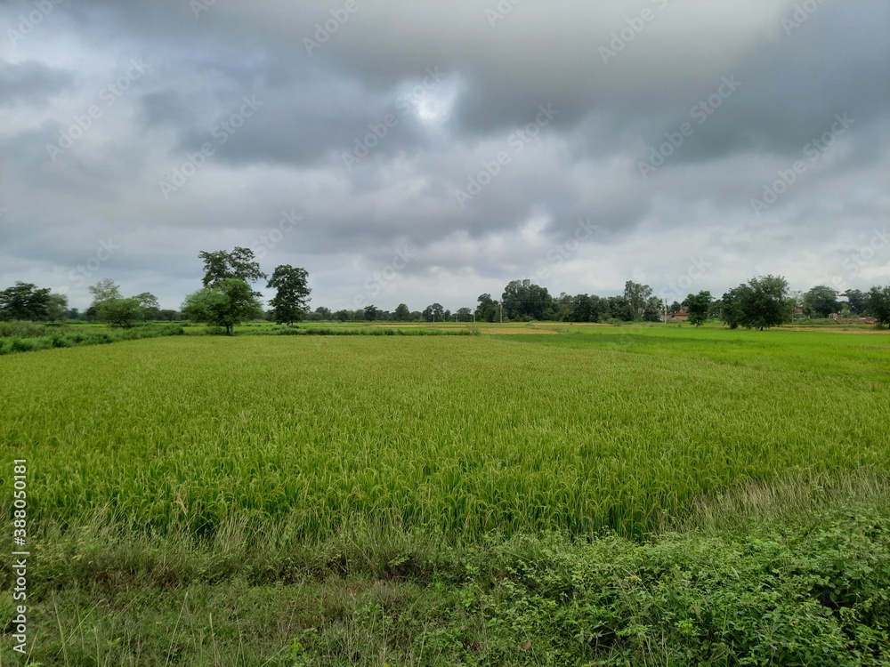 Fototapeta premium Green rice field and cloudy sky in an Indian village