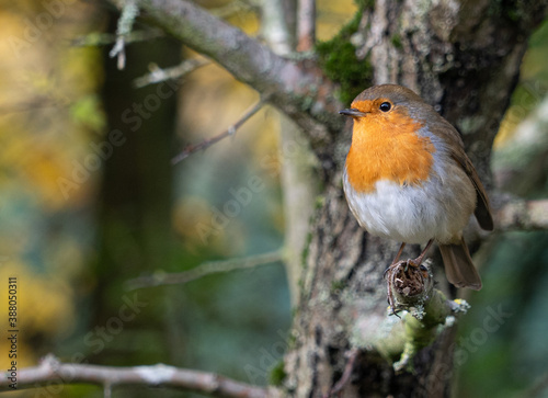 European Robin with stunning red breast singing and perched in hedgerow autumn winter christmas xmas card image