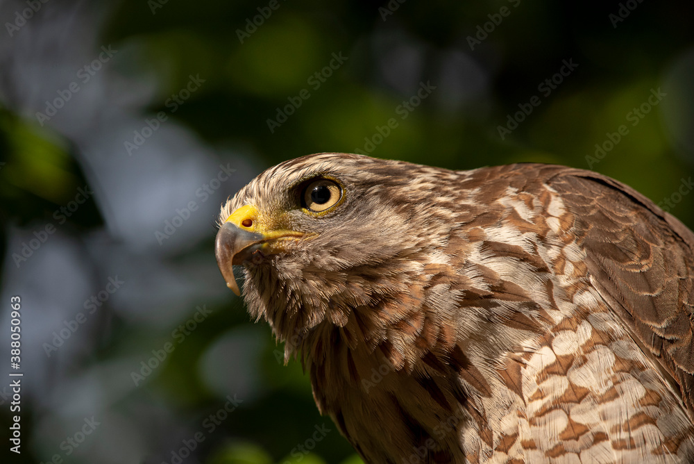 Roadside Hawk Roadside Hawk