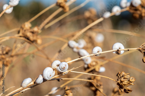 White Garden Snails Theba pisana on dry twig, Provence, Southern France photo