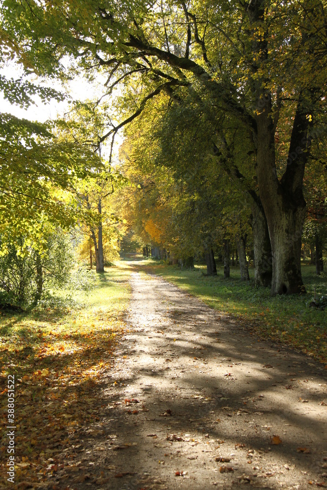 Tree lined rural road on a sunny fall day in Kazdanga, Latvia, Europe. 