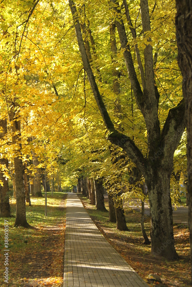 Golden autumn scenery with tree lined walking path through a park in Kazdanga, Latvia, Europe. Golden autumn scenery with tree lined walking path through a park in Kazdanga, Latvia, Europe.