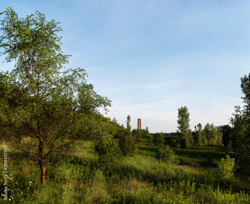 A small tree sits in the foreground of a lush green nature preserve at the Don Valley (Evergreen) Brickworks in late afternoon on a bright and sunny summer day in Toronto (Scarborough), Ontario.