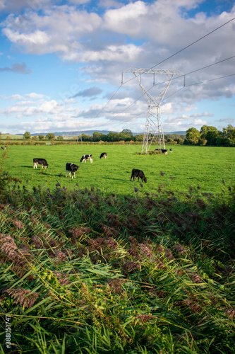 cows grazing in meadow, Ireland