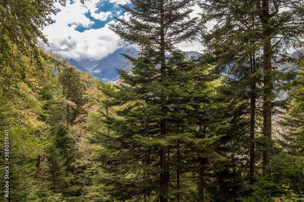 Trees In Forest Forest background with green trees in the temperate broadleaf and mixed ...