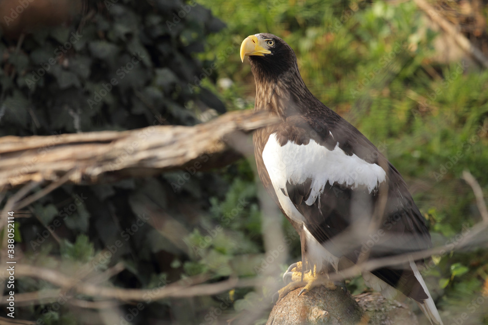 Fototapeta premium 海鷲