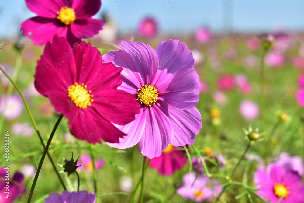 Fototapeta premium コスモス
