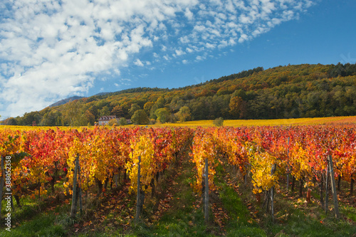 Verfärbte Weinberge oberhalb von Blienschwiller im Elsass photo