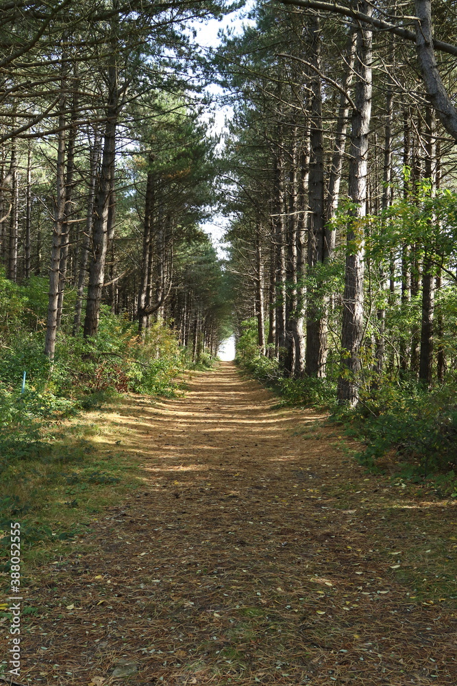 Obraz premium Forest trail, Isle of Amrum, Schleswig-Holstein, Germany