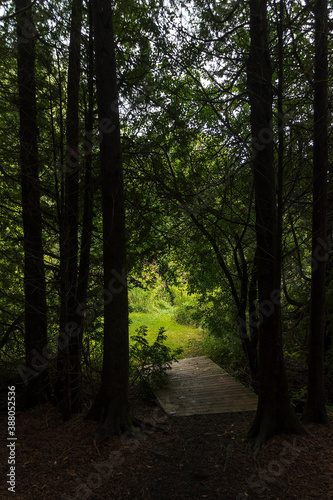A small bridge in a forest leads to an open field on the grounds of the John Backhouse Mill north of Port Rowan, Ontario. © John