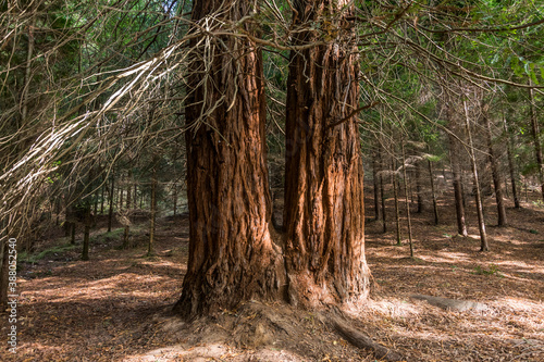 Redwood tree