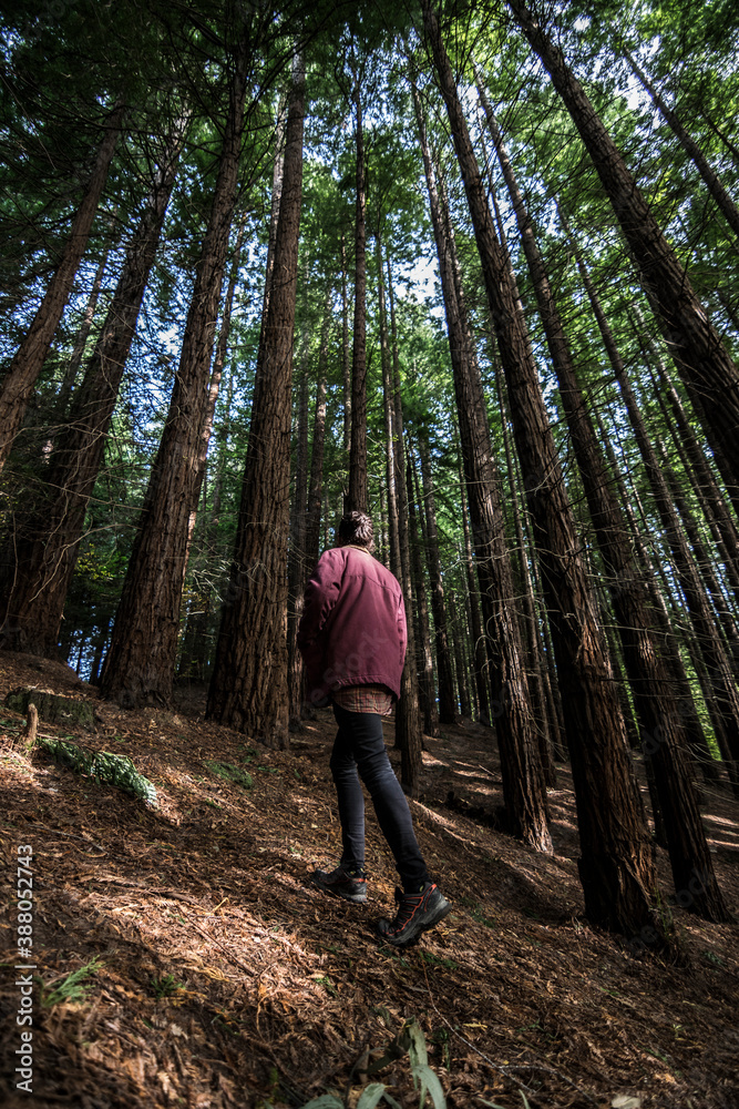 Man looking up in a redwood forest