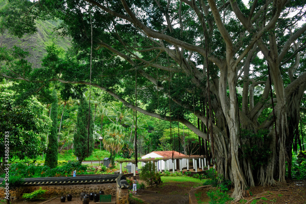 Banyan tree in Iao Valley at Kepaniwai Park Maui