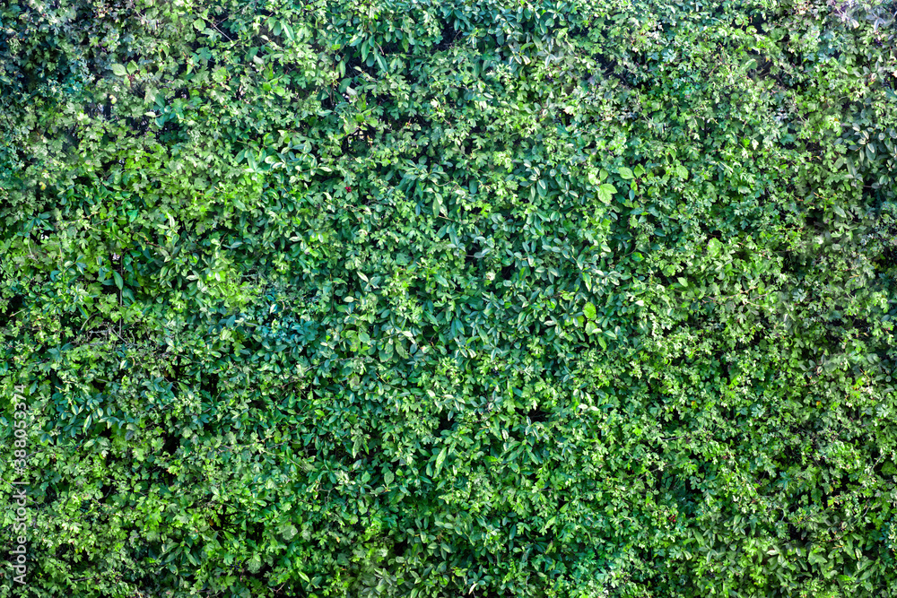 Close view green hedge in summer