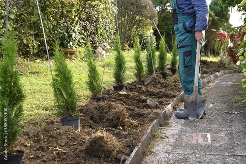Obraz na płótnie Farmer digs holes to plant young decorative trees in the garden w salonie
