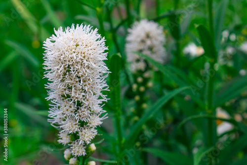 White liatris flower on a green background © SHRUB LIZAVETA