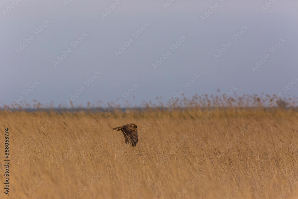 Western marsh harrier (Circus aeruginosus) in Aiguamolls De L'Emporda Nature Reserve, Spain