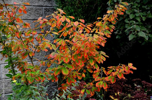 the leaves are firm, green in color. autumn are painted in shades of yellow and orange. It blooms during January and smells beautiful. The fringed, wavy petals have a deep yellow color autumn photo