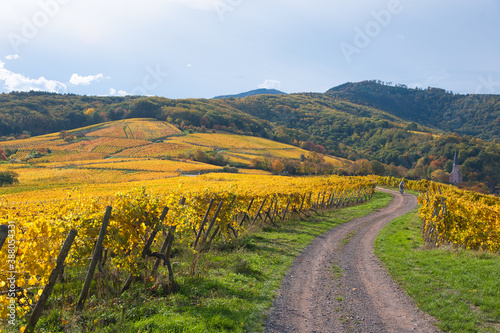 Herbstliche Weinberge oberhalb von Andlau im Elsass