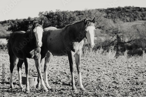 Young horses in rustic black and white rural Texas landscape.