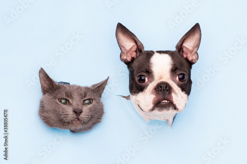 The heads of a gray cat and a Boston Terrier dog peek through holes in the blue paper. Funny creative. The concept of social distance during the quarantine period. © leksann