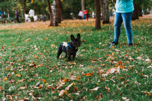 Wallpaper Mural Cute French bulldog outdoors in the Park in autumn Torontodigital.ca