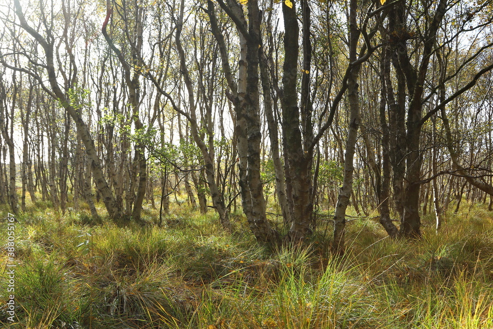 Birch forest, Isle of Amrum, Schleswig-Holstein, Germany Birch forest, Isle of Amrum, Schleswig-Holstein, Germany