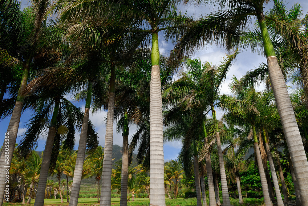 Stand of date palm trees at Maui Tropical Plantation Stand of date palm trees at Maui Tropical Plantation