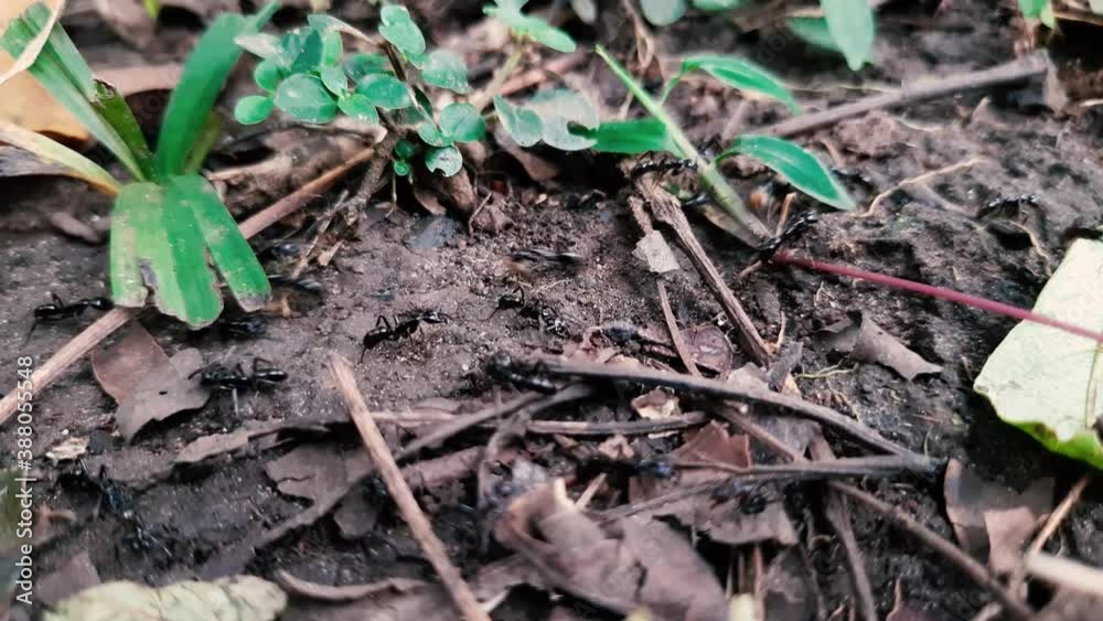 Close up of busy wild black ants. Static, high angle Close up of busy wild black ants. Static, high angle