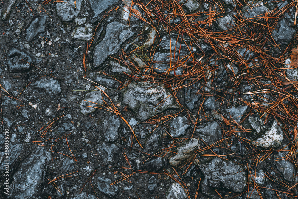 Wet stones with faded pine needles in rainy autumn day. Selective focus. Wet stones with faded pine needles in rainy autumn day. Selective focus.