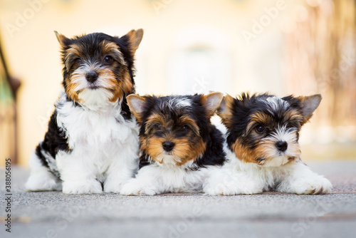 three yorkshire terrier puppy on the floor photo