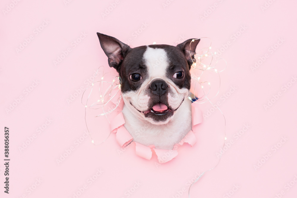 happy and funny dog's face looks out through a hole in the pink paper with a garland on top. Creative. The concept of new year and Christmas.