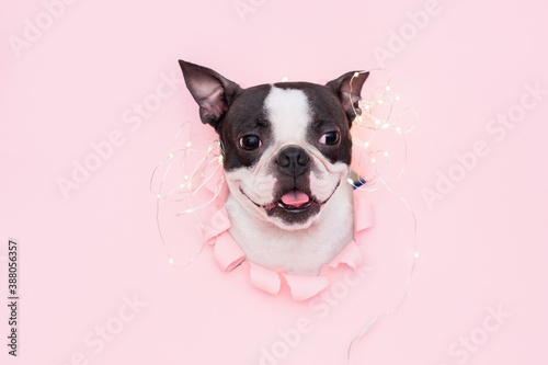 happy and funny dog s face looks out through a hole in the pink paper with a garland on top. Creative. The concept of new year and Christmas.