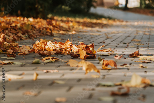 Grey stone pavement texture. Paving stones with yellow autumn leaves