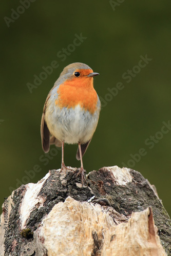 The European robin (Erithacus rubecula) sitting on the dry trunk with dark background.