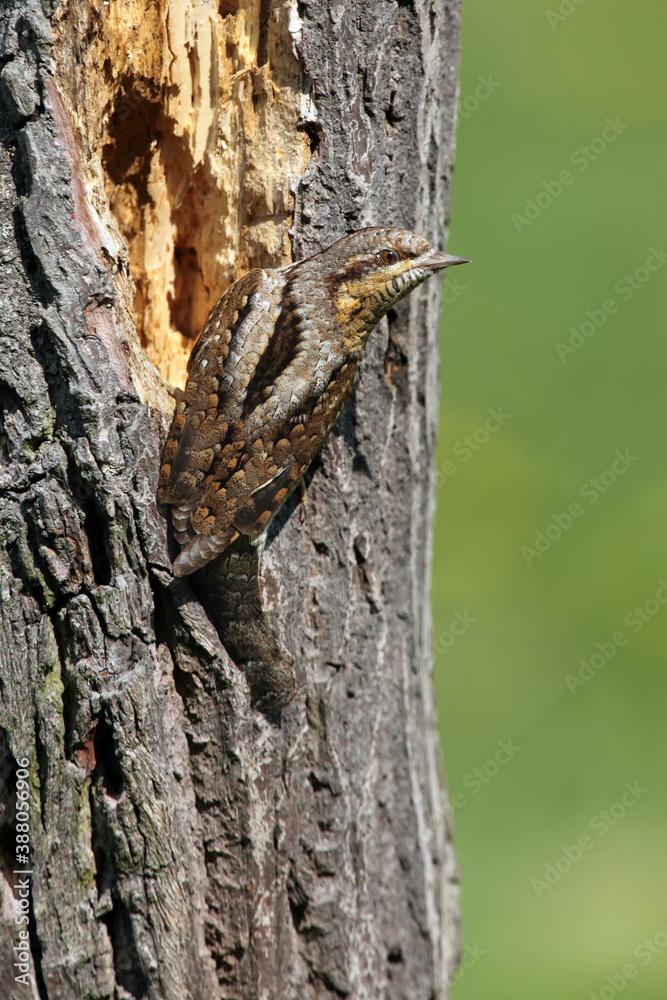 The Eurasian wryneck (Jynx torquilla) sitting on the dry trunk. Wryneck in a typical position on a trunk with camouflage mimicry. The Eurasian wryneck (Jynx torquilla) sitting on the dry trunk. Wryneck in a typical position on a trunk with camouflage mimicry.