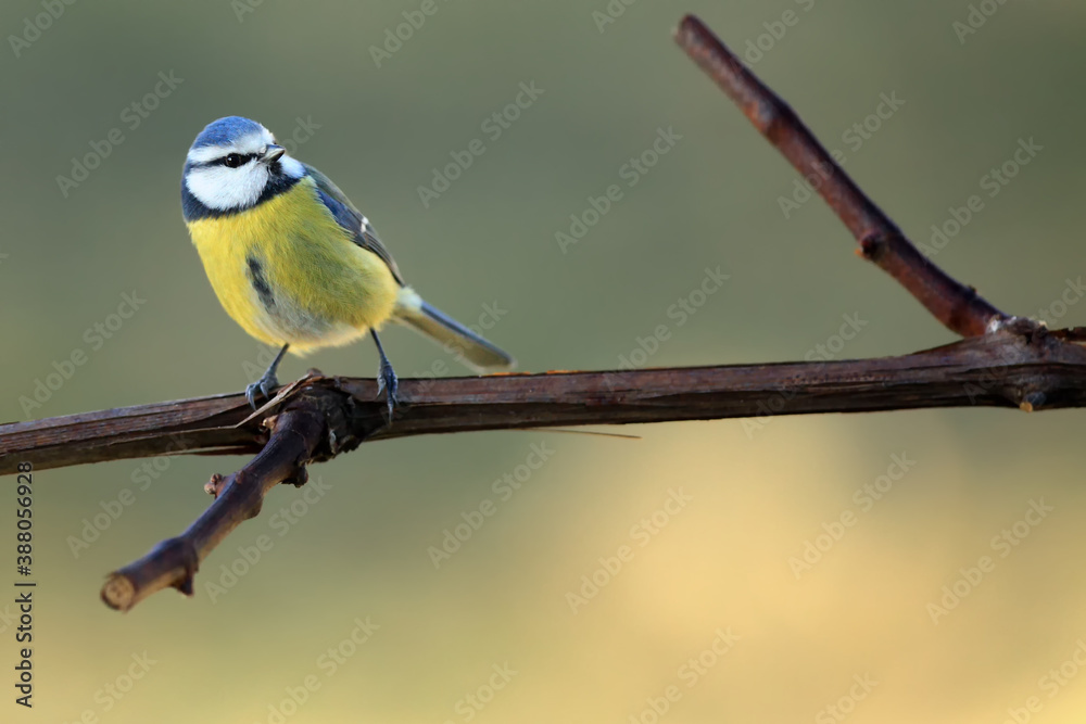 The Eurasian blue tit (Cyanistes caeruleus) sittink on the branch with a greenish gray background