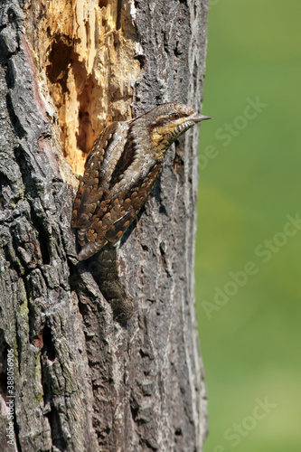 The Eurasian wryneck (Jynx torquilla) sitting on the dry trunk. Wryneck in a typical position on a trunk with camouflage mimicry.